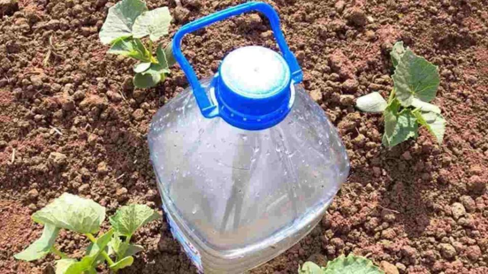 La forma más fácil de regar pepinos, tomates, calabacines, sandías y melones