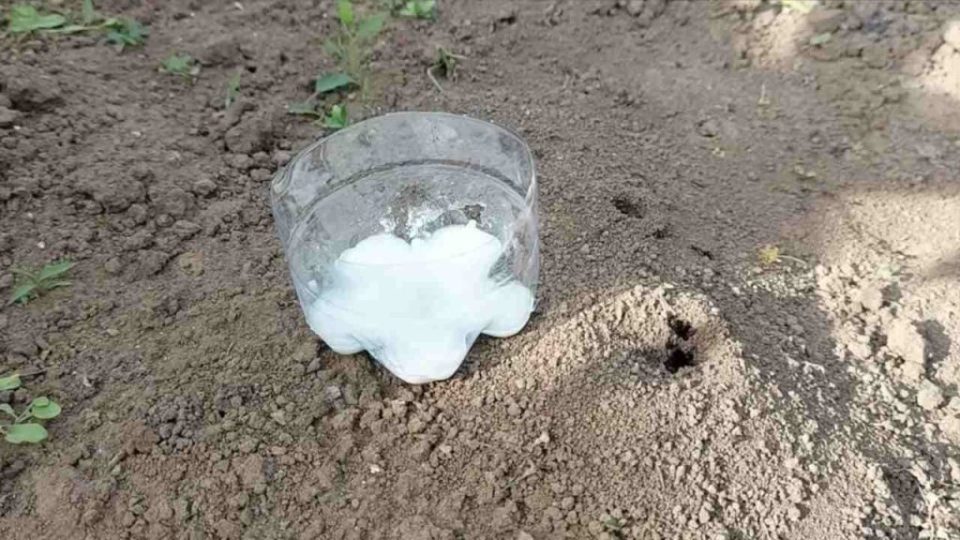 Deshazte de las hormigas con este método biológico: nunca volverán