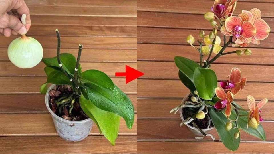 Después de eso, todas tus orquídeas florecerán continuamente, ¡pruébalo