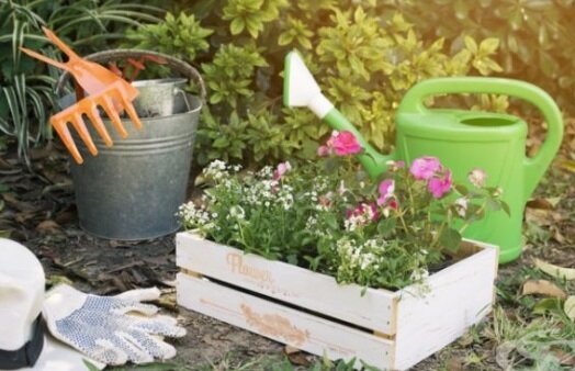 Descubra 4 beneficios del bicarbonato de sodio para las plantas de jardín