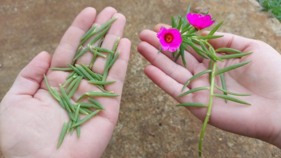 Verdolaga Grandiflora, pocas personas conocen este increíble truco