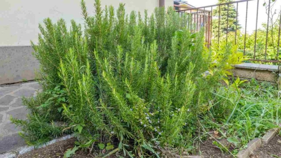 Romero, aquí está la regla de todo jardinero tenerlo en abundancia y en abundancia
