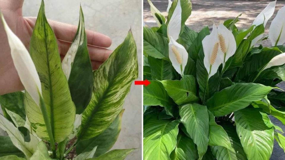 Cómo estimular el crecimiento de la espatífila: así es como crece de forma saludable y está repleta de flores