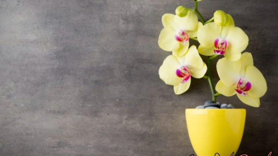 Orquídeas hermosas y en flor: una pizca de este ingrediente es suficiente. ¿Curioso?