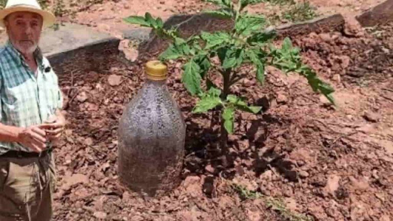 Plantas cómo regarlas gratis durante un mes: el método utilizado por los agricultores