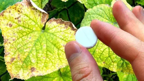 Lo que hay que hacer para evitar que las hojas de pepino se pongan amarillas: consejos comprobados