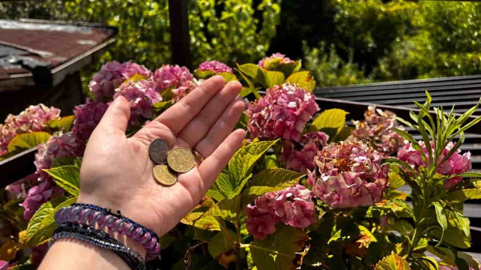 Monedas de cobre en las flores del jardín: lo único que sucede en 1 mes