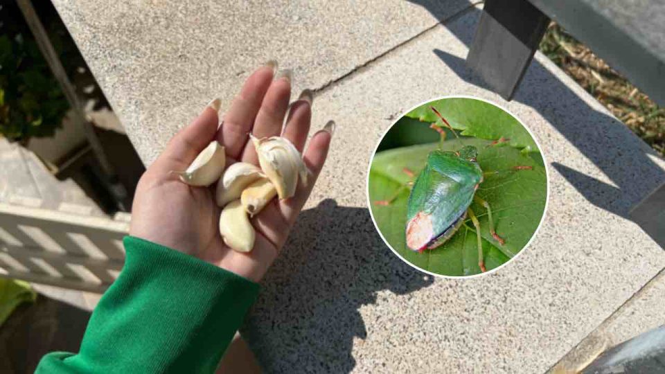Adiós bichos verdes en las plantas: con este truco ya no los verás en el balcón