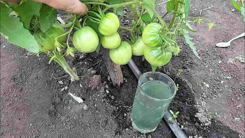 Tomates grandes por fuera y jugosos por dentro, entiérralos así y verás el doble de cosecha
