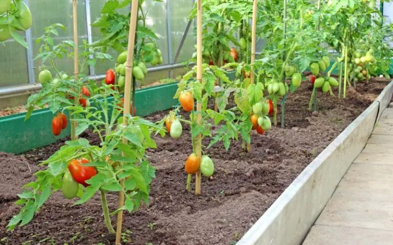 Nunca plantes tomates y cebollas en el mismo lugar: un experto explica por qué