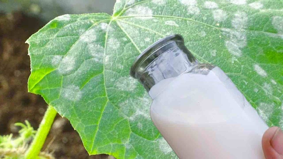 La defensa más fuerte para el jardín contra todo tipo de enfermedades: no más hojas amarillas