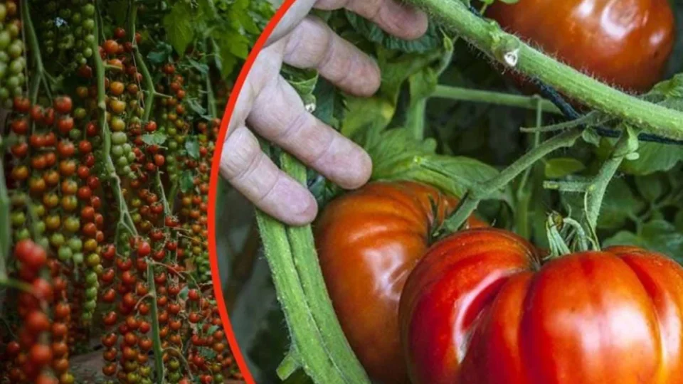 ¡Te cuento el secreto para tener tomates gigantes en tan solo unas semanas!