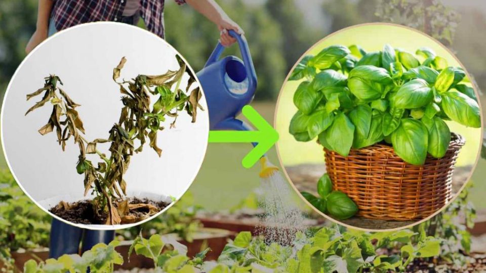 Plantas secas: si le echas este ingrediente ya no se marchitarán, ¡absurdo!