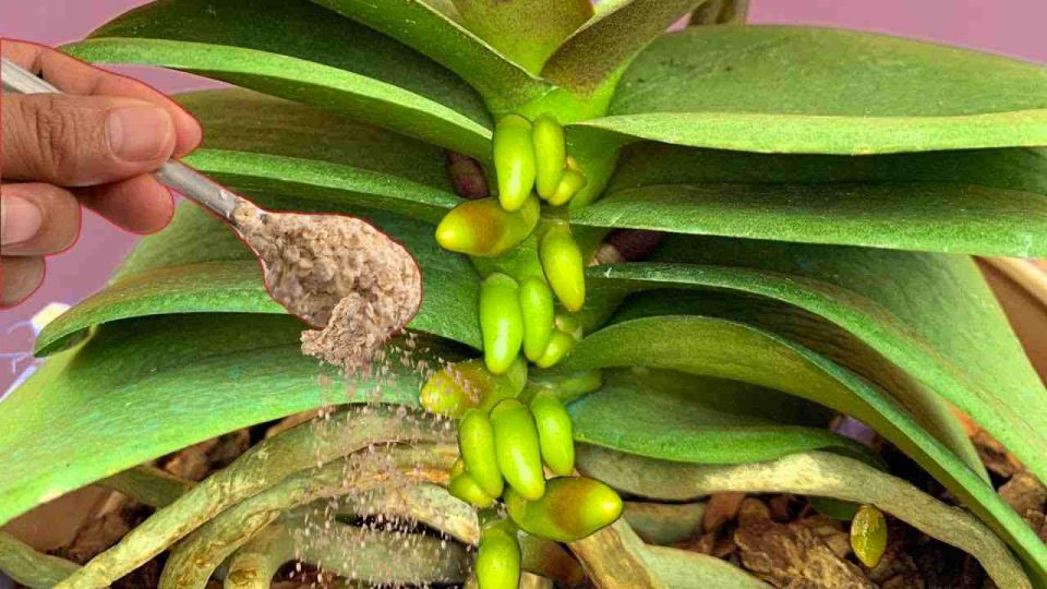 Orquídeas, con una cucharada de este ingrediente las tendrás prosperando todo el año