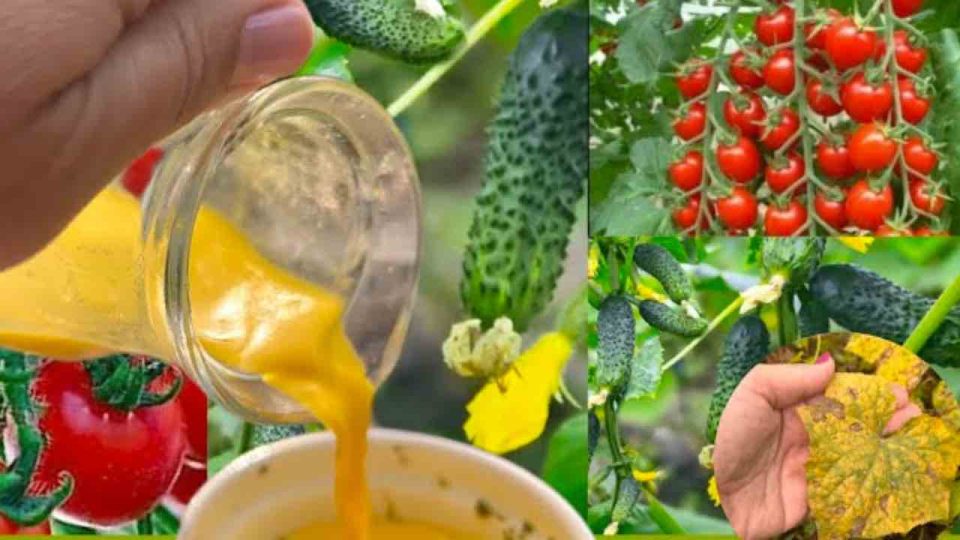 Este suplemento orgánico hará crecer toneladas de pepinos y tomates.