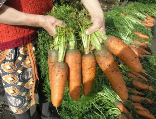 Abono que pongo en el surco al plantar zanahorias y siempre consigo hortalizas de raíces grandes.