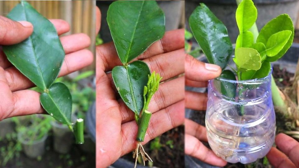 La forma infalible de propagar limones a partir de esquejes de hojas en minutos