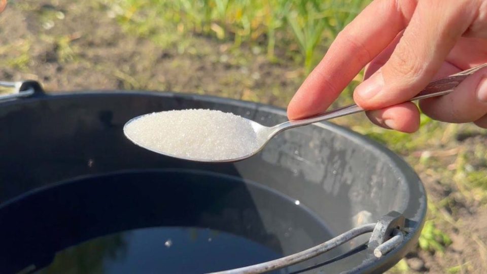 Vierte este cubo de agua sobre la tierra si quieres una cosecha abundante y abundante