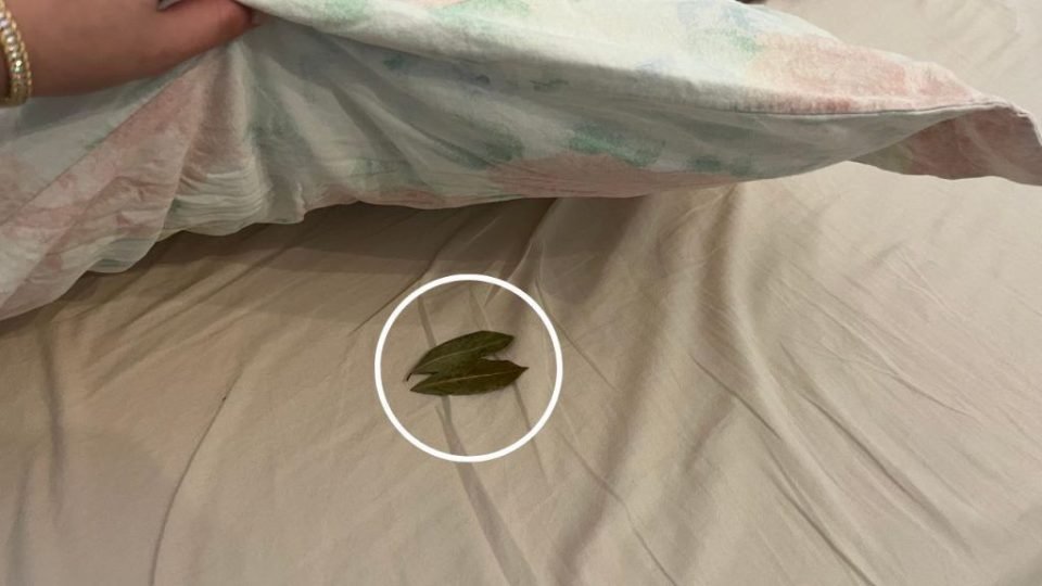 Por qué debes poner 2 hojas de laurel debajo de la almohada antes de acostarte