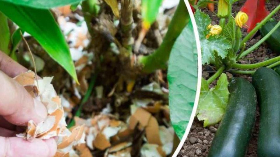 Cáscaras de huevo: Siémbralas inmediatamente en las plantas, nunca antes habías tenido un huerto como este. ¡El jardinero lo recomienda!