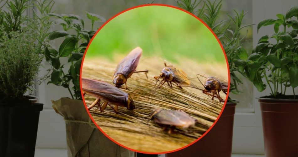 Cucarachas, pon esta aromática planta en tu casa: la odian | Desaparecerán inmediatamente