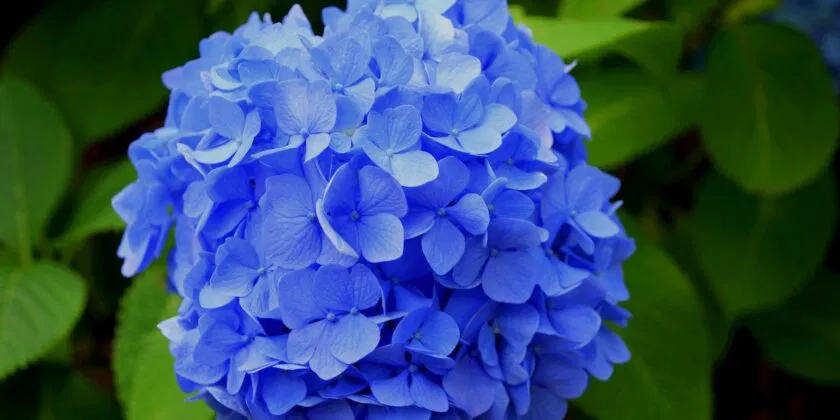 Hortensias siempre bonitas, grandes y gratis, aquí tienes el método coste cero para balcones y jardines siempre en flor