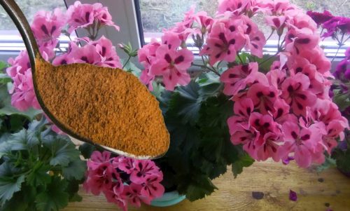 Pon canela en una maceta y no reconocerás tus flores