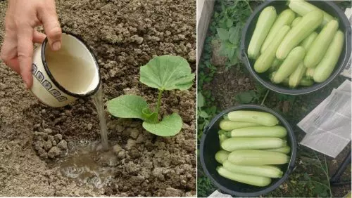 3 secretos de veraneantes experimentados para una gran cosecha de calabacines