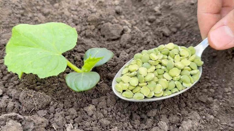 No plante pepinos sin este ingrediente, duplique la cosecha de inmediato