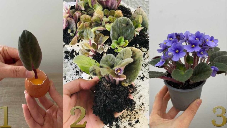 Deja una hoja morada en el huevo, y unos segundos después sucede lo inesperado