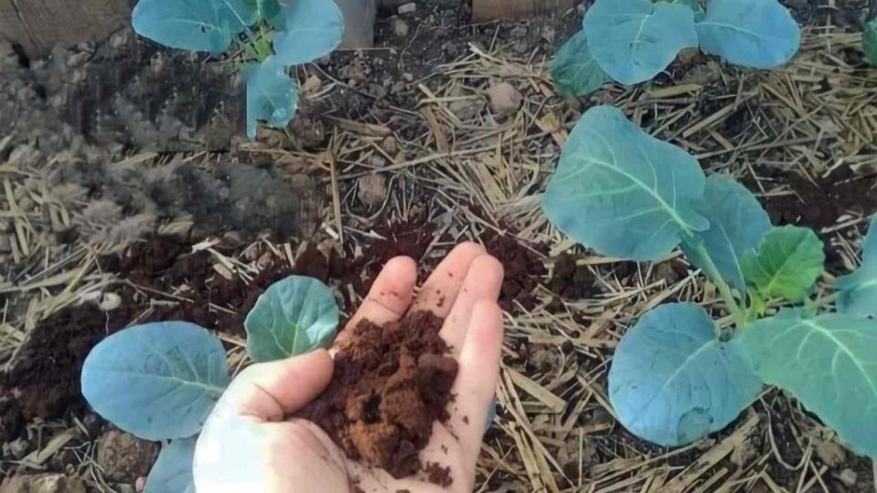 Este abono natural para las plantas pondrá celosos a todos los vecinos
