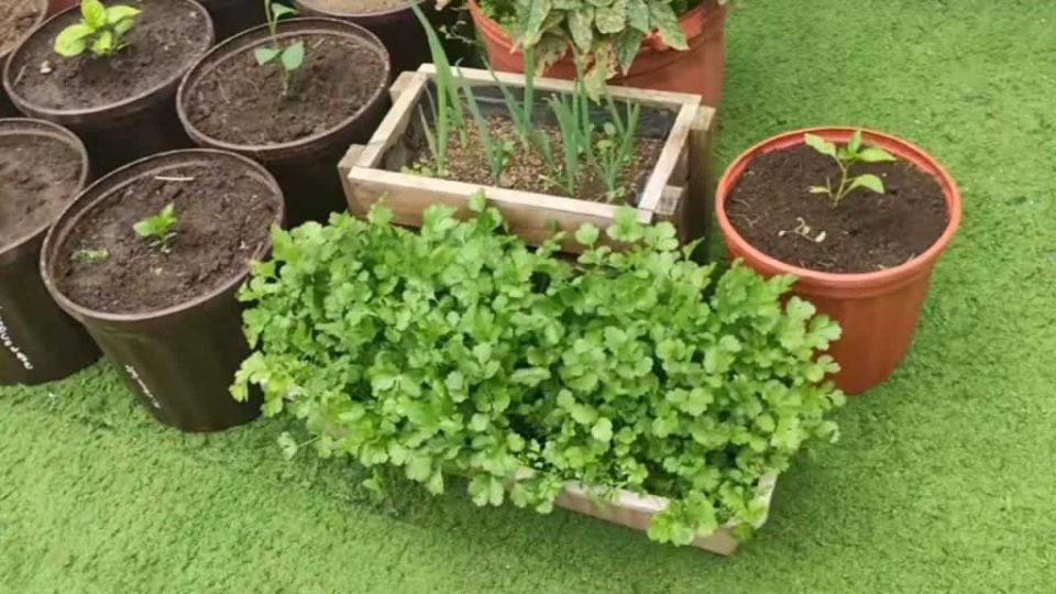 Cómo cultivar perejil en casa durante todo el año: solo así tendrás una rica cosecha