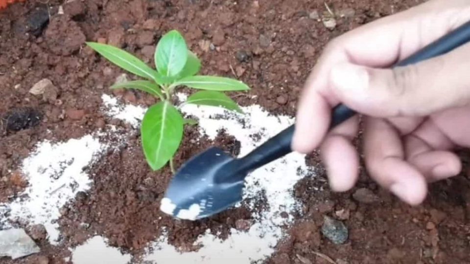 Vierta bicarbonato de sodio en las plantas, lo que sucede después de unos momentos es fenomenal