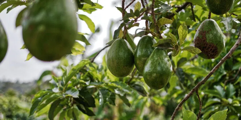 Ahorra en fertilizante para tu aguacate, ¡con un truco brillante puedes hacerlo en casa!