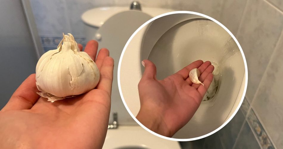 Diente de ajo, tíralo al inodoro antes de dormir: extraordinario lo que pasa