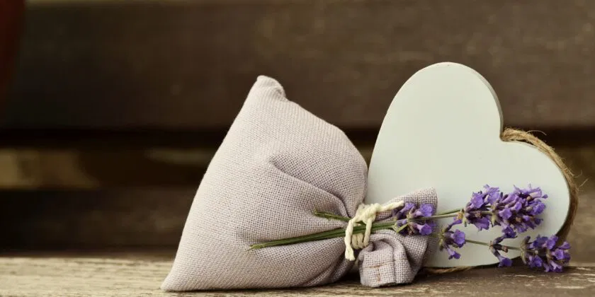 ¿Quieres cultivar lavanda en el balcón? No hay problema, aquí se revelan los secretos de los mejores viveristas.