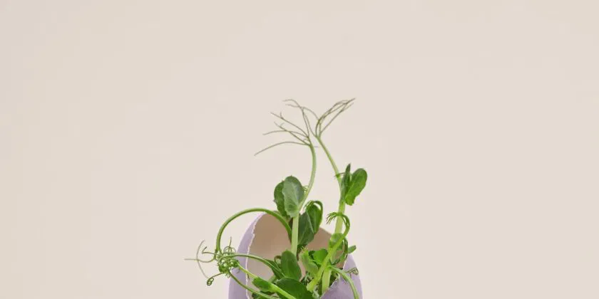 El truco para cultivar una planta de manzano en 3 semanas con una sencilla operación es asombroso