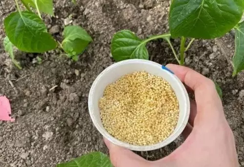Si les das de comer mijo, tomates, pimientos y pepinos, quedarán abrumados con una cosecha de frutos grandes y sabrosos.