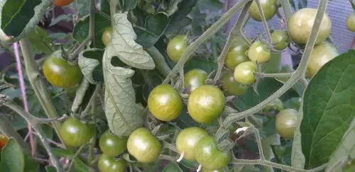 Los tomates dan frutos como “locos” si los fertilizas con fertilizante de 2 productos