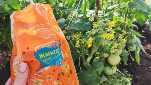 Cómo proteger los tomates del tizón tardío: un remedio comprobado para las enfermedades fúngicas del tomate