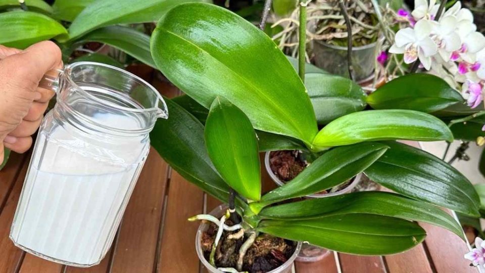 Use este fertilizante natural para obtener hojas vibrantes y flores saludables durante todo el año