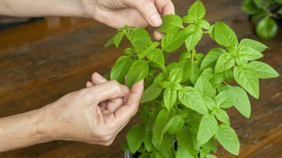 Nunca arranques las hojas de la planta de albahaca de esta manera: ¡harán que mueran inmediatamente