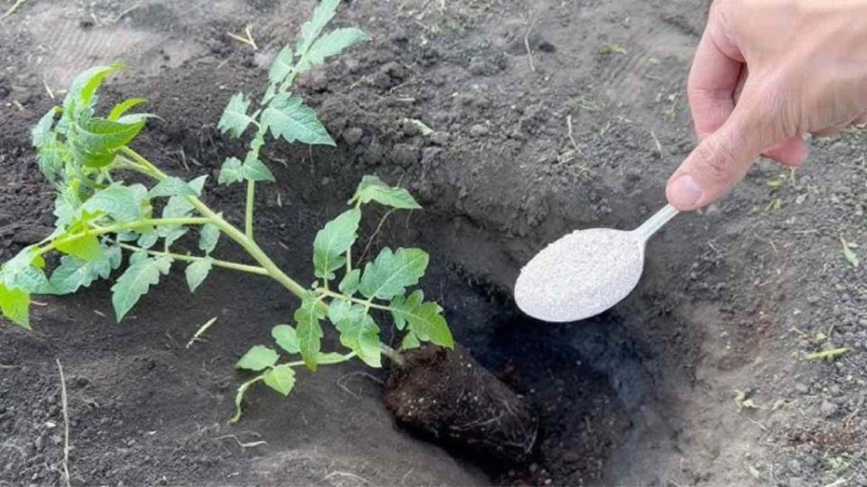 Nunca plantes tomates en el jardín sin esto: echa un puñado en el suelo