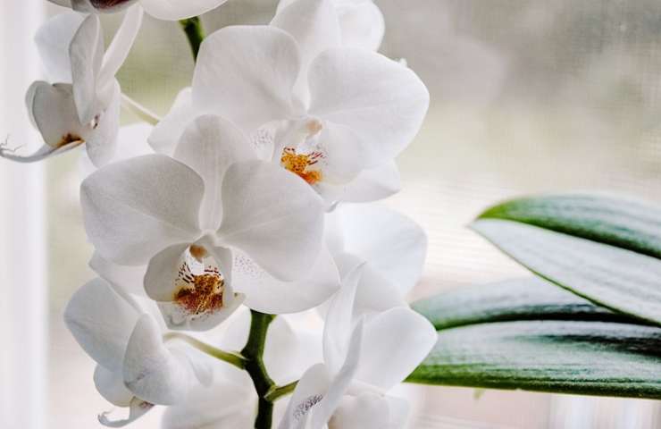 Orquídea, nunca la pongas aquí: morirá en unos días | Muévelo ahora