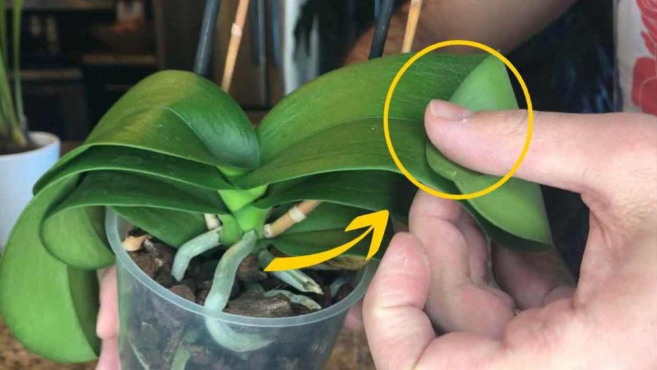 Orquídea con hojas suaves colgando hacia abajo: cómo recuperarla inmediatamente
