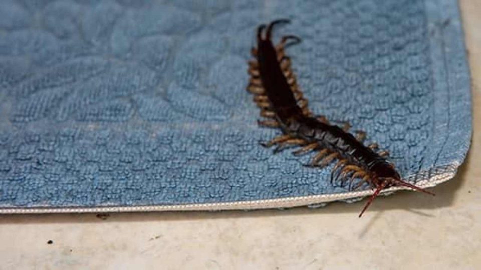Si ves este insecto en casa no lo aplastes: qué podría pasar