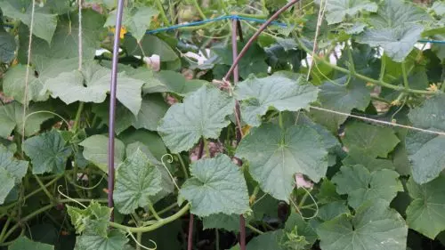2 de estas pastillas aceleran el crecimiento de los pepinos y mantienen el macizo de flores verde hasta el otoño.