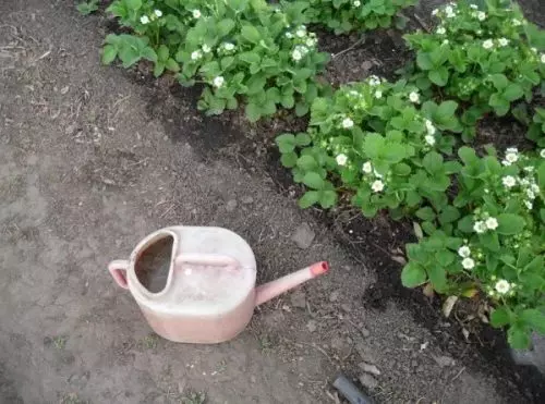 Alimenta a tus fresas con estas bayas mientras están floreciendo y te abrumarán con una cosecha de bayas grandes y dulces.