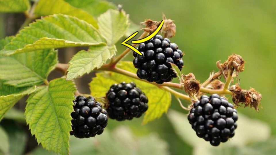 Moras: ¡No sólo los frutos, sino también las hojas guardan un secreto!