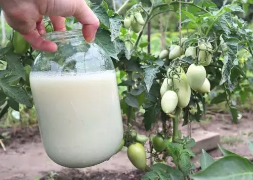 Nutrición impecable del tomate: un jardinero experimentado revela un secreto